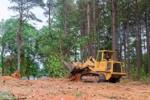 Cost of Trees Clearing in Pflugerville