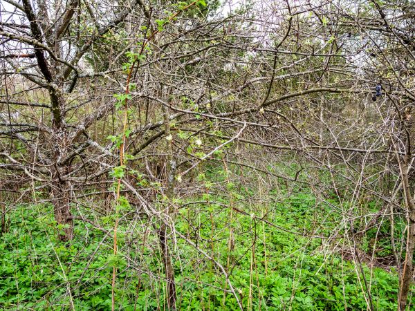 Cost of Underbrush Clearing in Pflugerville