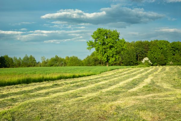 Cost of Vegetation Removal in Pflugerville