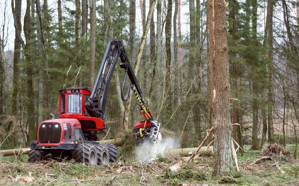 Cost of Forest Clearance Service in Pflugerville
