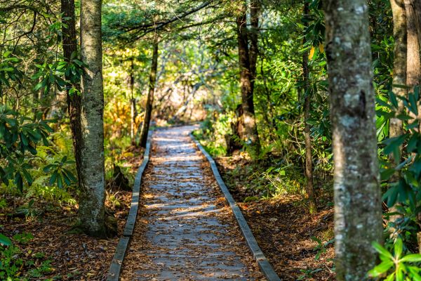Cost of Trail Clearing in Pflugerville